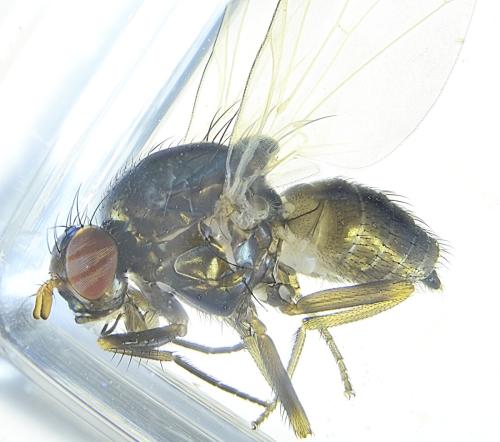 Calliopum sp.